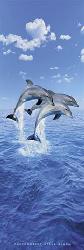 Three dolphins Marcos y Cuadros